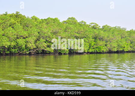 La foresta di mangrovie su Chorao isola, Goa, India. Foto Stock