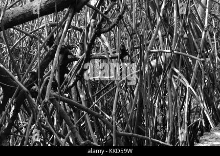 Close up di rosso le radici di mangrovia, in bianco e nero. Foto Stock