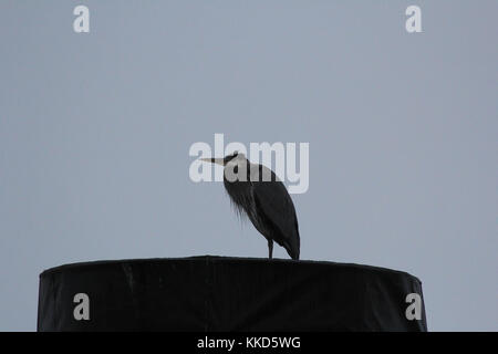 Heron a hyde st pier san francisco Foto Stock
