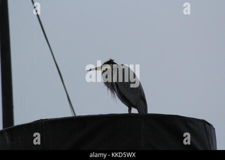 Heron a hyde st pier san francisco Foto Stock