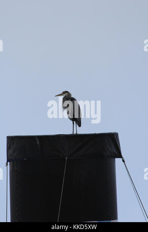Heron a hyde st pier san francisco Foto Stock