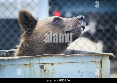 L'orso mangia fuori il cestino, il territorio del campo nel nord dell isola di Sakhalin, Russia. Foto Stock