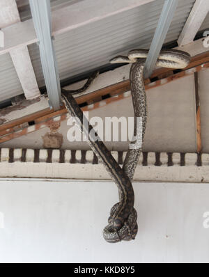 Due serpenti Coastal Carpet Python appesi alla struttura metallica su un soffitto, che si fondono con l'ambiente urbano Foto Stock