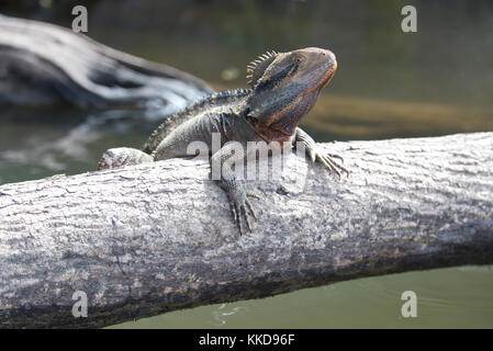 Drago d'acqua australiano che crogiola al sole su un tronco caduto sull'acqua Foto Stock