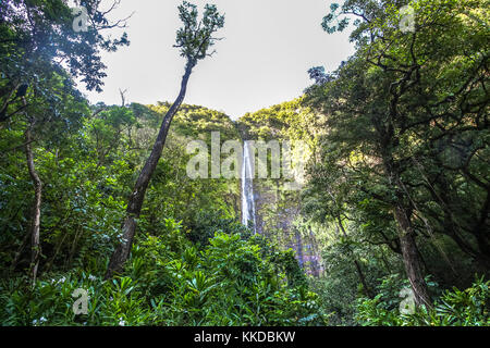 Tall Waimoko cade sull'isola di Maui alle Hawaii Foto Stock