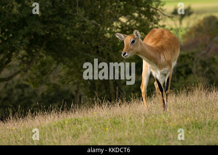 Lechwe rosso. Port Lympne riserva nel Kent Foto Stock