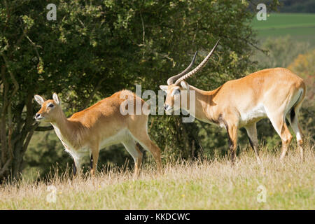 Lechwe rosso. Port Lympne riserva nel Kent Foto Stock