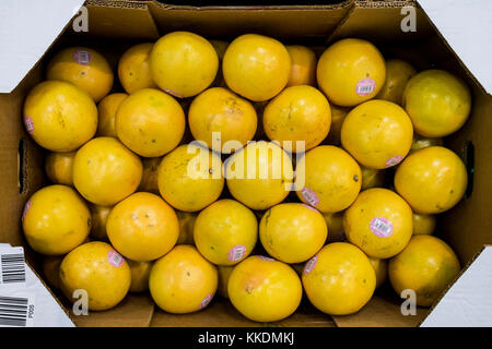 Una scatola di fresco pompelmo rosa Citrus x paradisi in vendita. Foto Stock