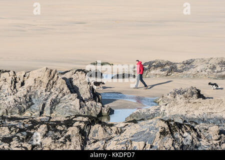 Cane che cammina su Fistral Beach - un uomo che indossa una giacca rosso brillante che cammina i suoi cani sulla spiaggia di Fistral Newquay Cornwall UK. Foto Stock