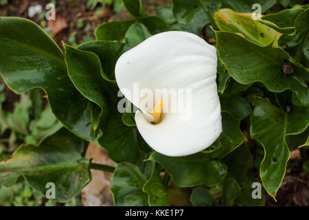 Fioritura bianco cala lily con foglie verdi in giardino Foto Stock