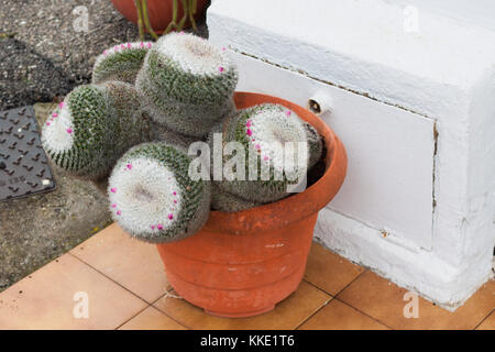 Mammillaria cactus in una pentola floreale Preparazione di bloom Foto Stock