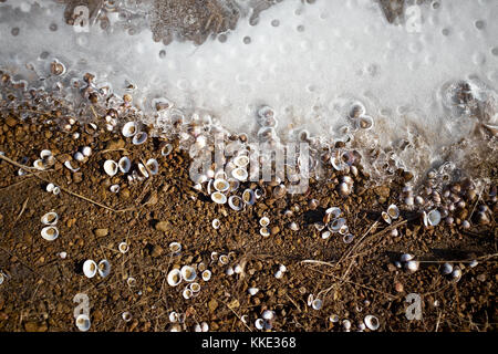 Vecchio rotto gusci di vongole congelate in ghiaccio sulla riva di un lago o di un fiume visto dal di sopra con il bordo bianco dell'acqua congelata Foto Stock