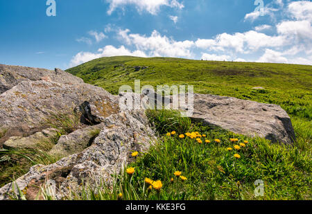 Il tarassaco giallo su un pendio erboso. giganteschi massi sul pendio erboso di polonina esecuzione di montagna cresta in estate Foto Stock