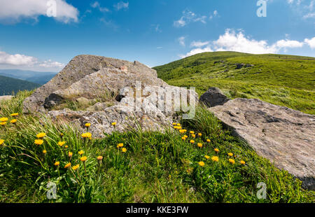 Il tarassaco giallo su un pendio erboso. giganteschi massi sul pendio erboso di polonina esecuzione di montagna cresta in estate Foto Stock