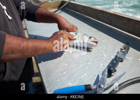 Fisherman eviscerazione e pulizia di un pesce appena pescato usando un coltello per raschiare le scale Foto Stock