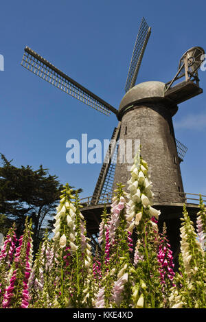 San francisco, Stati Uniti d'America - 13 agosto 2013: san francisco mulino a vento olandese, che si trova sul bordo occidentale del Golden Gate Park, con fiori colorati Foto Stock