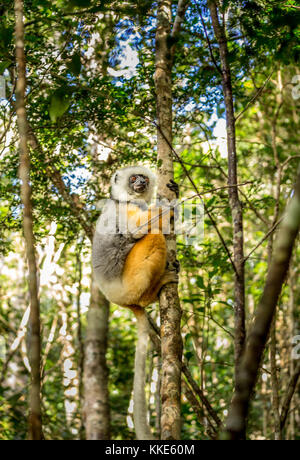 Diademed sifaka tenendo premuto su di un albero in Madagascar Foto Stock