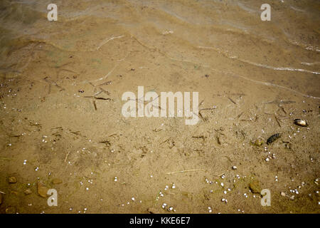 Impronte di un trampolieri sulla riva di un lago o di un fiume a bordo delle acque Foto Stock