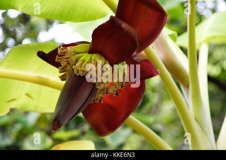 Piccole banane con il verde delle foglie e il fiore Foto Stock