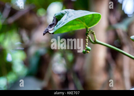 Fresco pepe verde o Piper nigrum Foto Stock