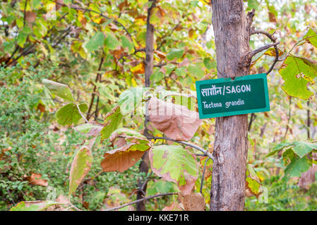 Albero del teck o Tectona grandis in arboretum Foto Stock