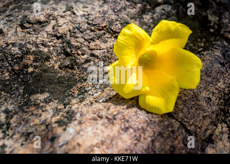 Giallo thevetia cascabela fiore nel giardino della natura Foto Stock