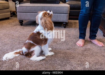 Cavalier King Charles Spaniel cucciolo "Bode' essere addestrato a sedersi nella valle di acero, Washington, Stati Uniti d'America Foto Stock