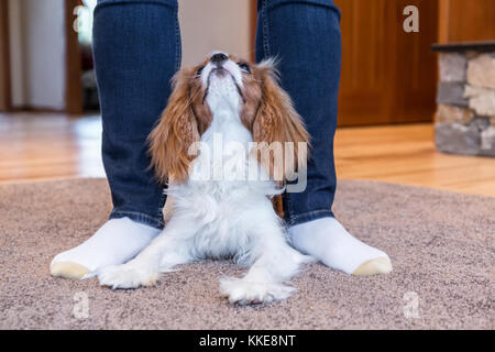 Cavalier King Charles Spaniel cucciolo "Bode' di prove tra le gambe del suo proprietario nella valle di acero, Washington, Stati Uniti d'America Foto Stock