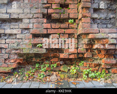 Molto vecchio muro in mattoni con edera Foto Stock