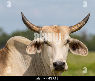 Il Brahman o Brahma è allevato in Stati Uniti da razze di bovini importati dall'India. Esso è idealmente adatto per il calore del Texas. Foto Stock