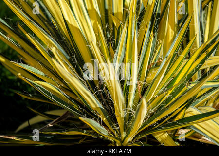 Yucca Color Guard, Yucca filamentosa, crescendo in un giardino botanico in Oklahoma City, Oklahoma, Stati Uniti d'America. Foto Stock