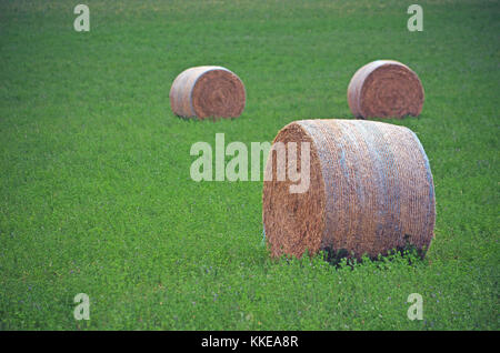 Round balle di fieno in un campo verde con fiori selvatici viola. vicino gooloogong, rurale NSW, Australia Foto Stock