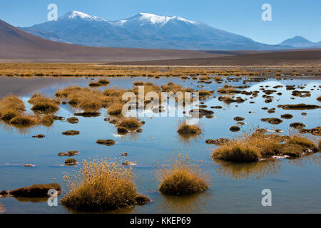 Una laguna di acqua salmastra alta delle Ande montagne sull'altiplano nel deserto di Atacama nel Cile settentrionale Foto Stock