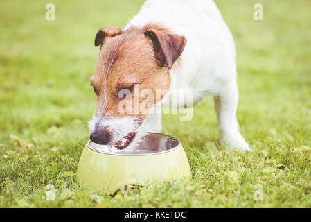 Sete cane acqua potabile da verde recipiente metallico a sunny giornata calda Foto Stock