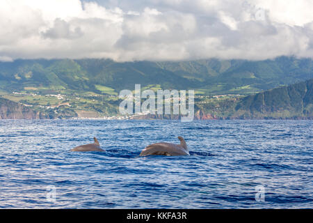 I delfini e le balene guardando in Sao Miguel island, Azzorre, Portogallo Foto Stock