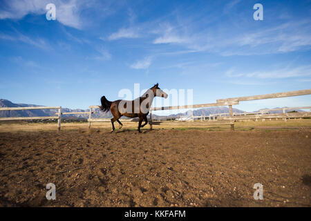 In prossimità di una approfondita cavallo di razza in una penna Foto Stock