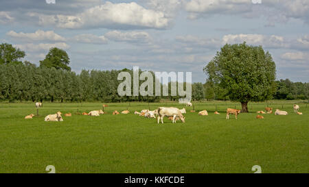Allevamento di bianco e beige mucche in un prato in ambiente naturale nelle Fiandre, in Belgio Foto Stock