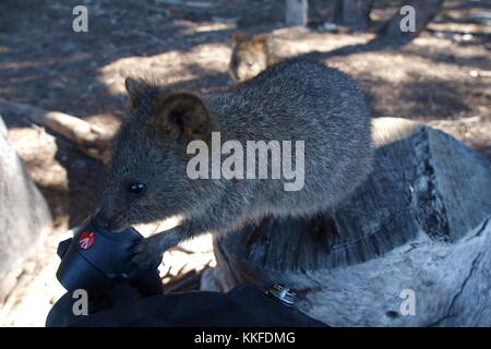 Curioso quokka ispezionando un treppiede, Rottnest Island, in Australia Foto Stock