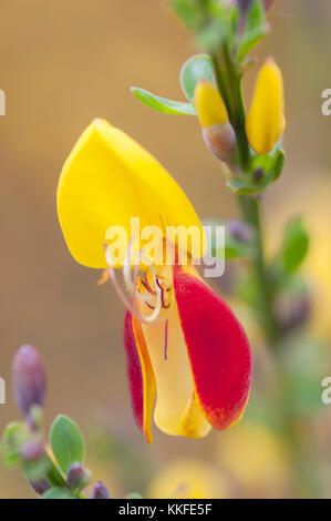 CYTISUS SCOPARIUS FIREFLY Foto Stock