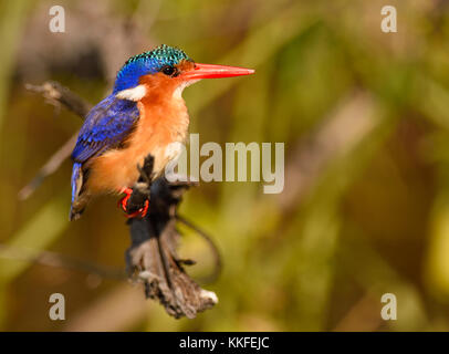 La fauna selvatica sul fiume Chobe, Botswana Foto Stock