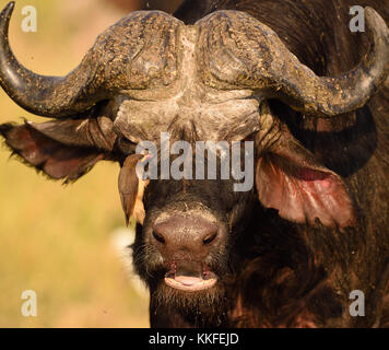 La fauna selvatica sul fiume Chobe, Botswana Foto Stock