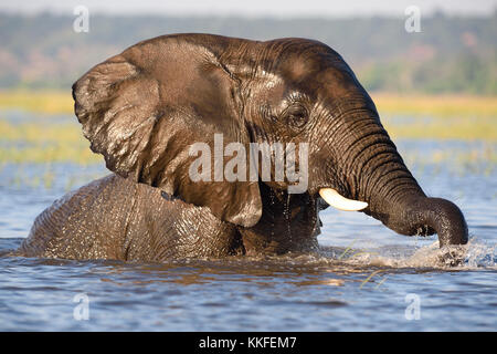 La fauna selvatica sul fiume Chobe, Botswana Foto Stock