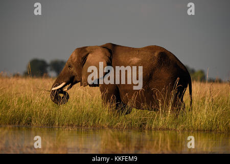 La fauna selvatica sul fiume Chobe, Botswana Foto Stock