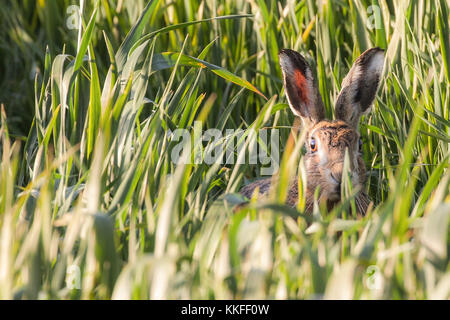 Norfolks wild hare peeking al di sopra del campo di coltivazione guardando la telecamera vicino. Norfolk nel Regno Unito ha un sacco di lepri in primavera ma sono particolare Foto Stock