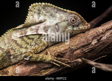 Un helmeted iguana (Corytophanes cristatus) provenienti dal Belize spende la notte aggrappato a un ramo. Foto Stock