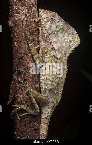 Un helmeted iguana (Corytophanes cristatus) provenienti dal Belize spende la notte aggrappato a un ramo. Foto Stock