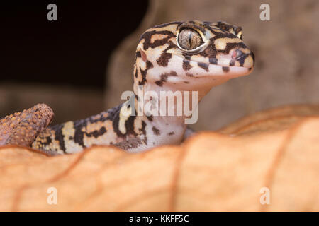 Un yucatan nastrare gecko, una delle più belle lucertole dell America centrale. Foto Stock