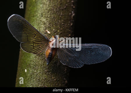 Una sorta di piccolo planthopper (Famiglia Derbidae) dalla giungla peruviana. Foto Stock