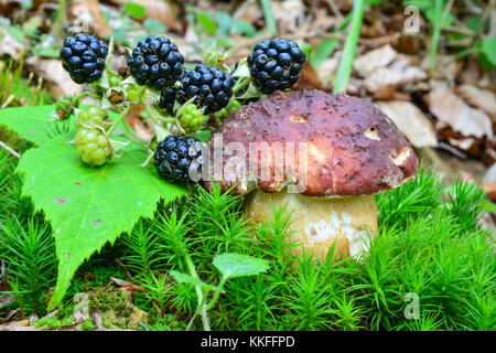 Boletus pinophilus o pino bolete a fungo e mature more selvatiche habitat di condivisione in verde muschio Foto Stock