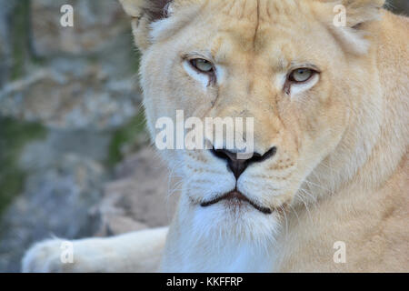 La leonessa fissando preda con "stai guardando me?' espressione Foto Stock